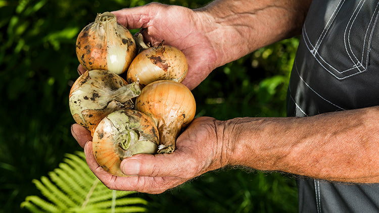 De onde vem a cebola?
